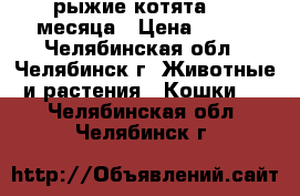 рыжие котята 1.5 месяца › Цена ­ 500 - Челябинская обл., Челябинск г. Животные и растения » Кошки   . Челябинская обл.,Челябинск г.